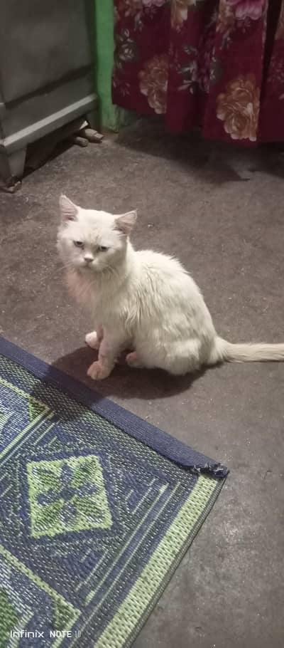 persian male cat. only call and whatsap 03435046100