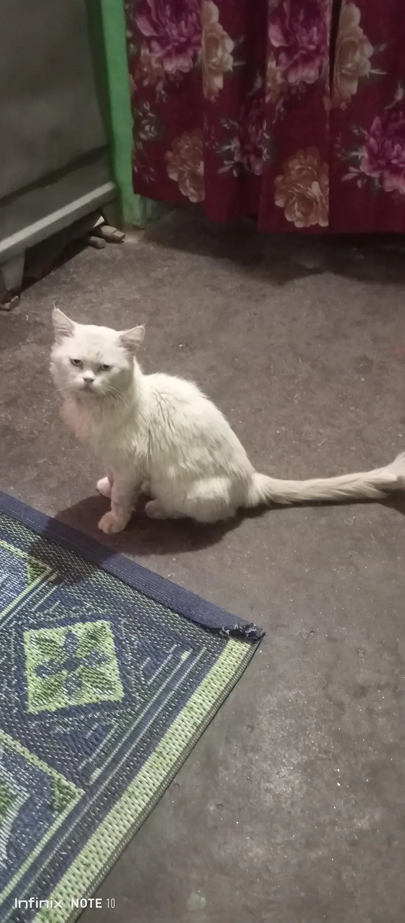 persian male cat. only call and whatsap 03435046100 — photo 2