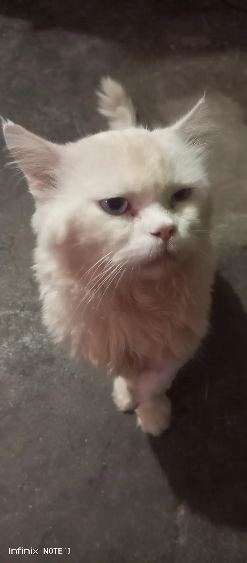 persian male cat. only call and whatsap 03435046100 — photo 3