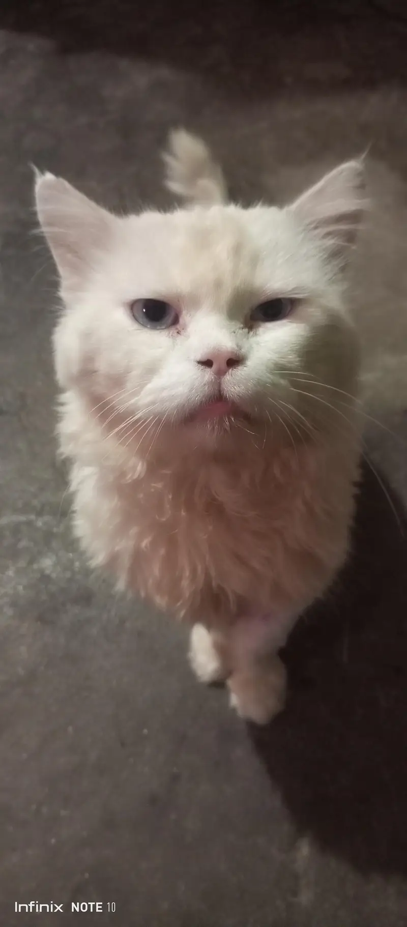 persian male cat. only call and whatsap 03435046100 — photo 4