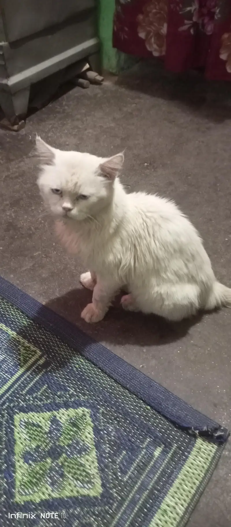 persian male cat. only call and whatsap 03435046100 — photo 6