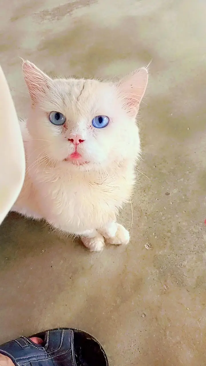 persian male cat. only call and whatsap 03435046100 — photo 7