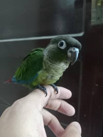 hand tammed conure parrot available
