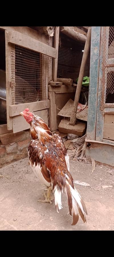 Mianwali aseel pair