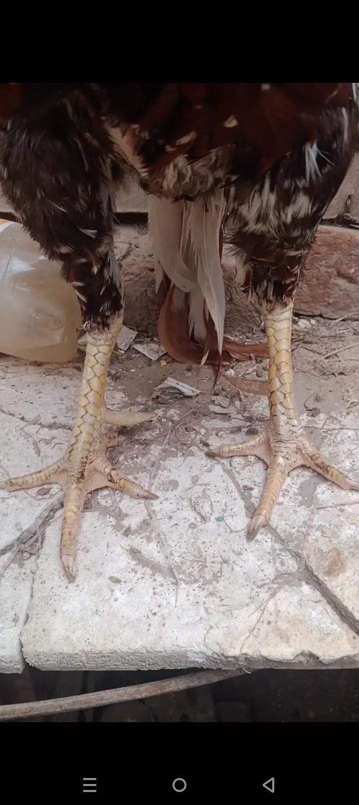 Mianwali aseel pair — photo 3