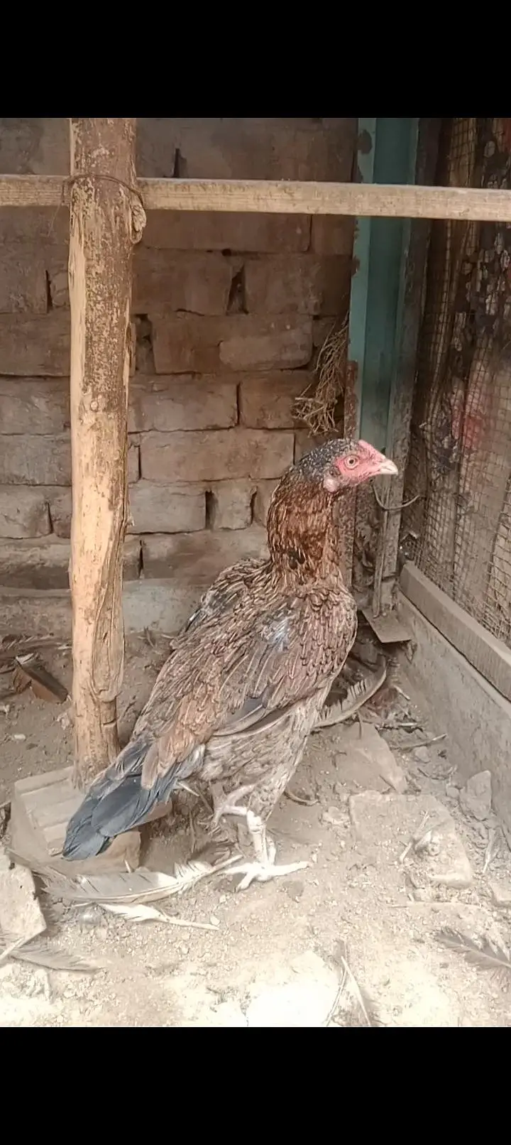 Mianwali aseel pair — photo 6
