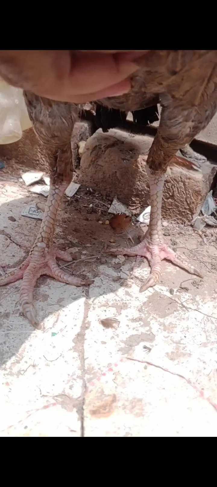 Mianwali aseel pair — photo 7
