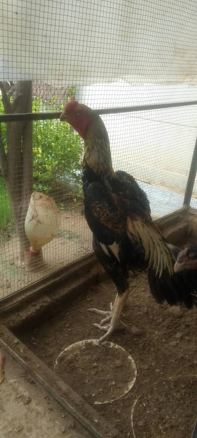 4 chiks Turkish