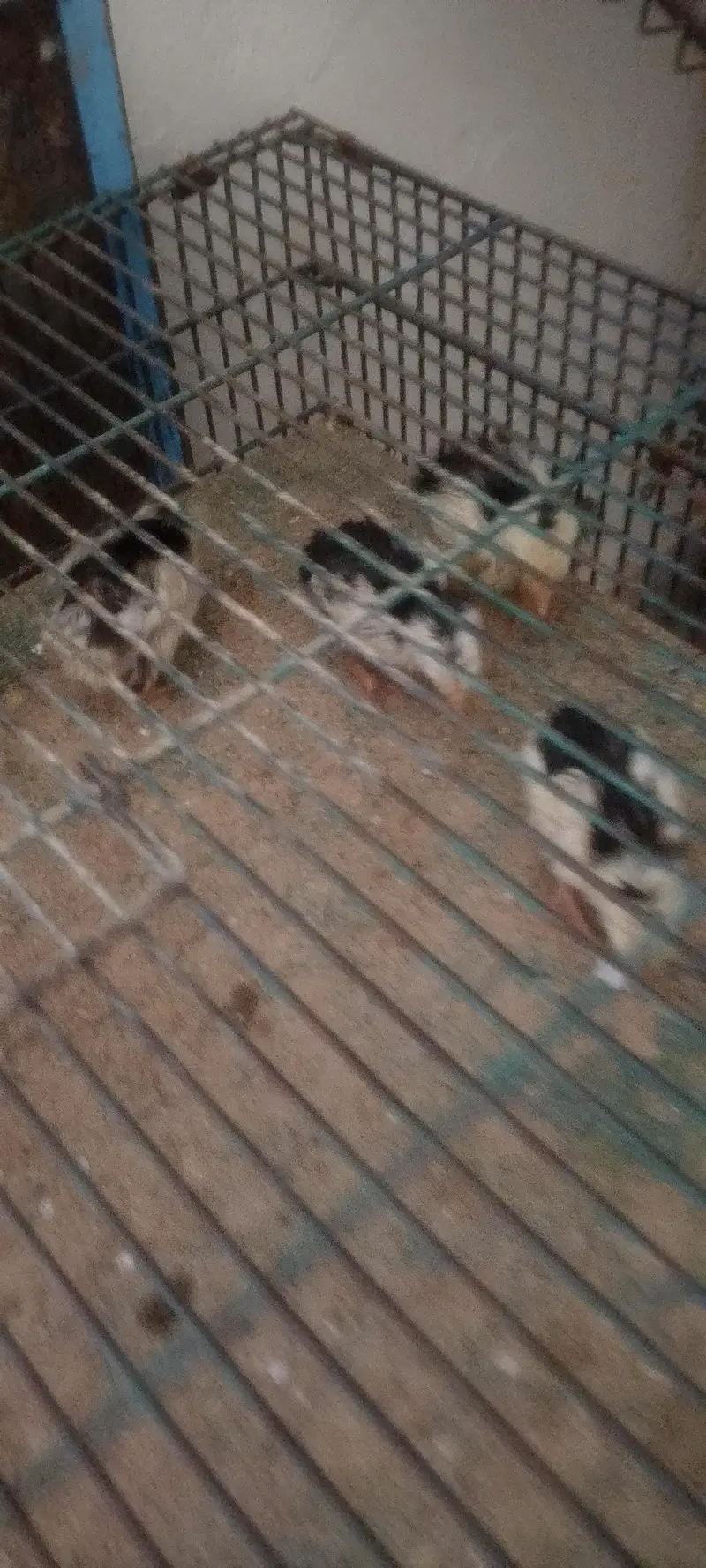 4 chiks Turkish — photo 2