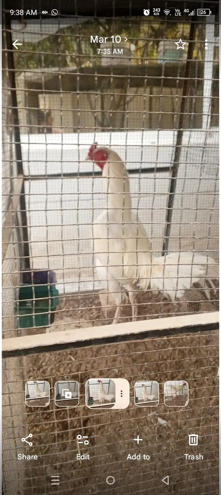 4 chiks Turkish — photo 7