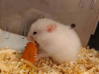 Syrian hamster for sale