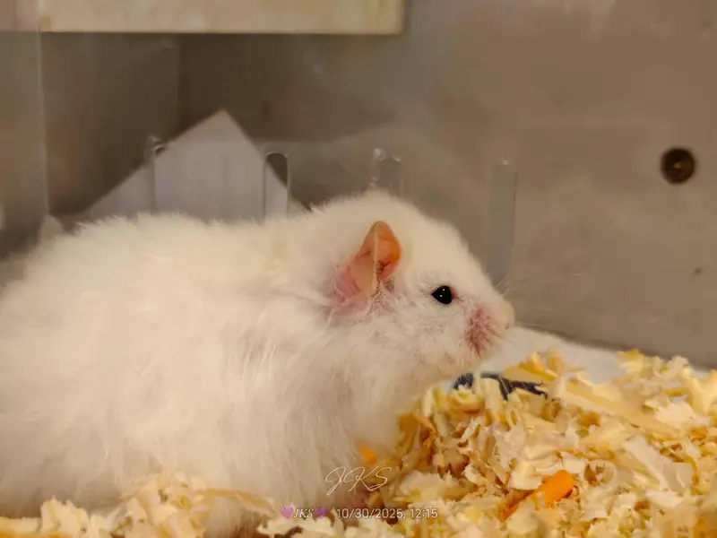 Syrian hamster for sale — photo 2