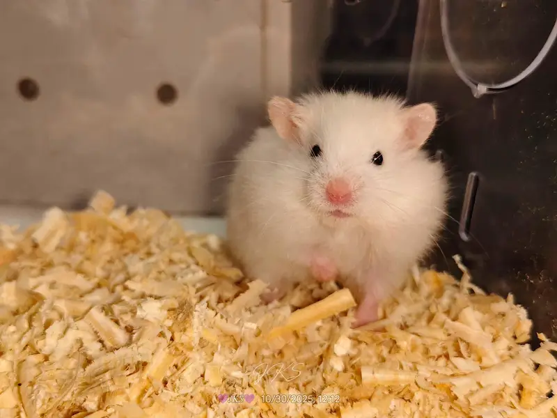 Syrian hamster for sale — photo 3