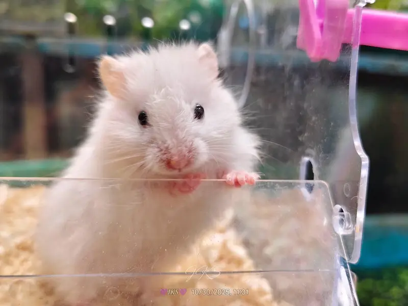 Syrian hamster for sale — photo 4