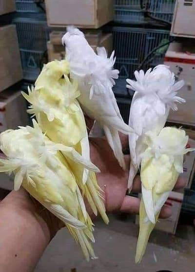 Required Double Flower Hogoromo budige