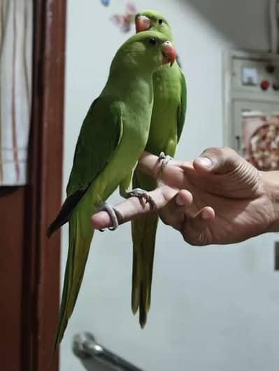 ring neck full hand tamed zero bite pair healthy active