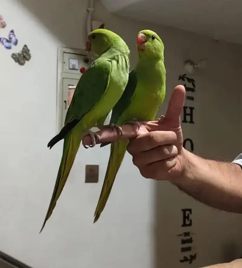 ring neck full hand tamed zero bite pair healthy active — photo 2