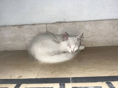 2 Persion Cats or 1 kitten for sale healthy active cats and kitten