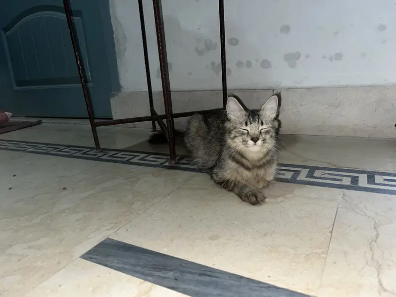 2 Persion Cats or 1 kitten for sale healthy active cats and kitten — photo 2