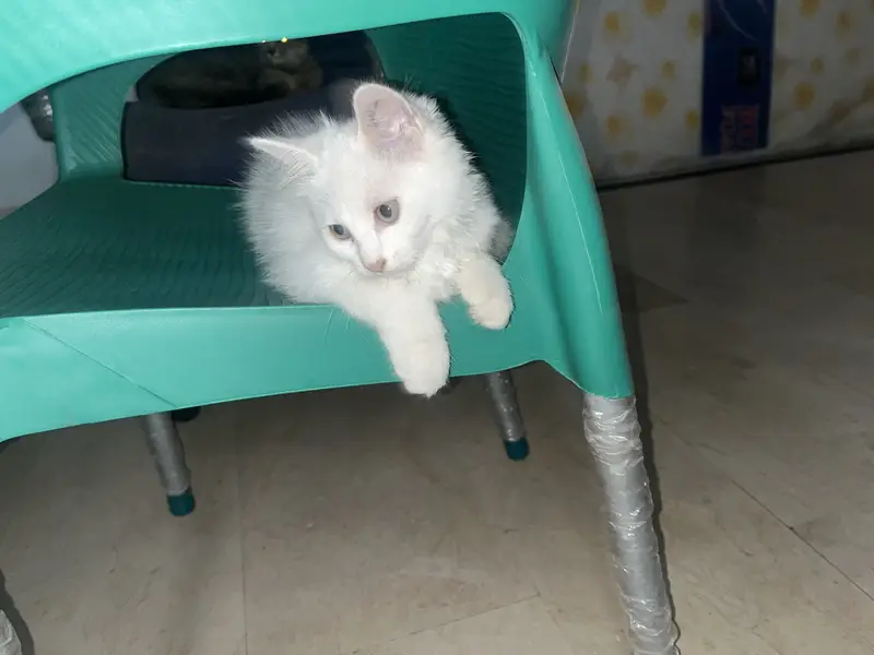 2 Persion Cats or 1 kitten for sale healthy active cats and kitten — photo 3