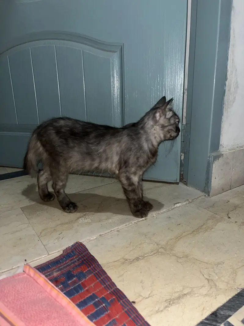2 Persion Cats or 1 kitten for sale healthy active cats and kitten — photo 4