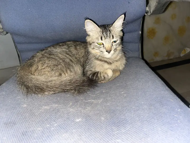 2 Persion Cats or 1 kitten for sale healthy active cats and kitten — photo 5