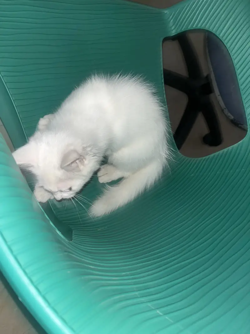 2 Persion Cats or 1 kitten for sale healthy active cats and kitten — photo 6