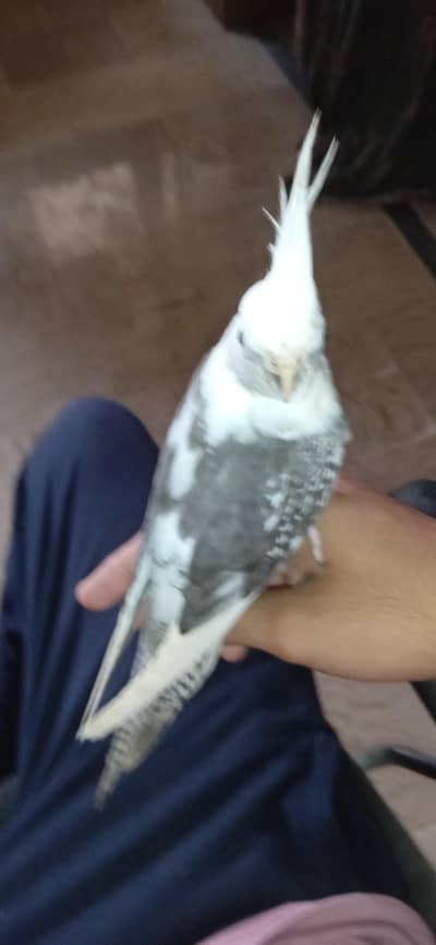 ino pied split ino flying tame male