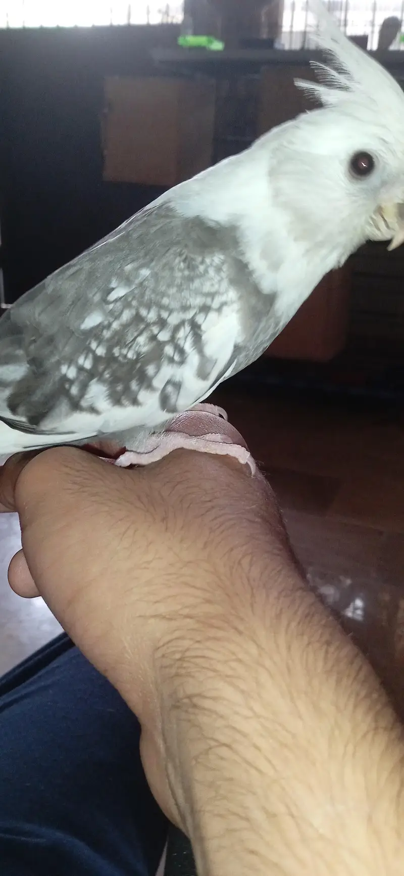 ino pied split ino flying tame male — photo 2
