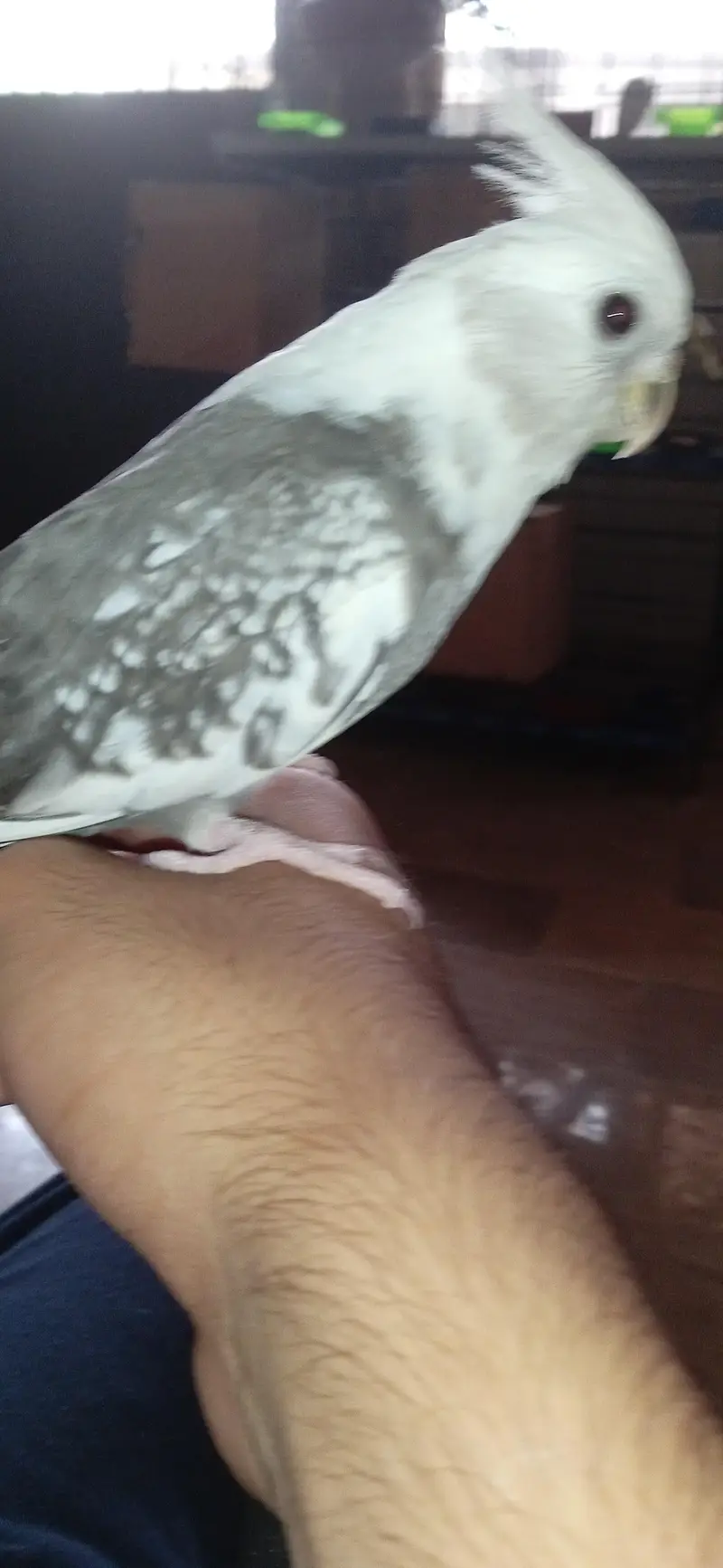 ino pied split ino flying tame male — photo 3