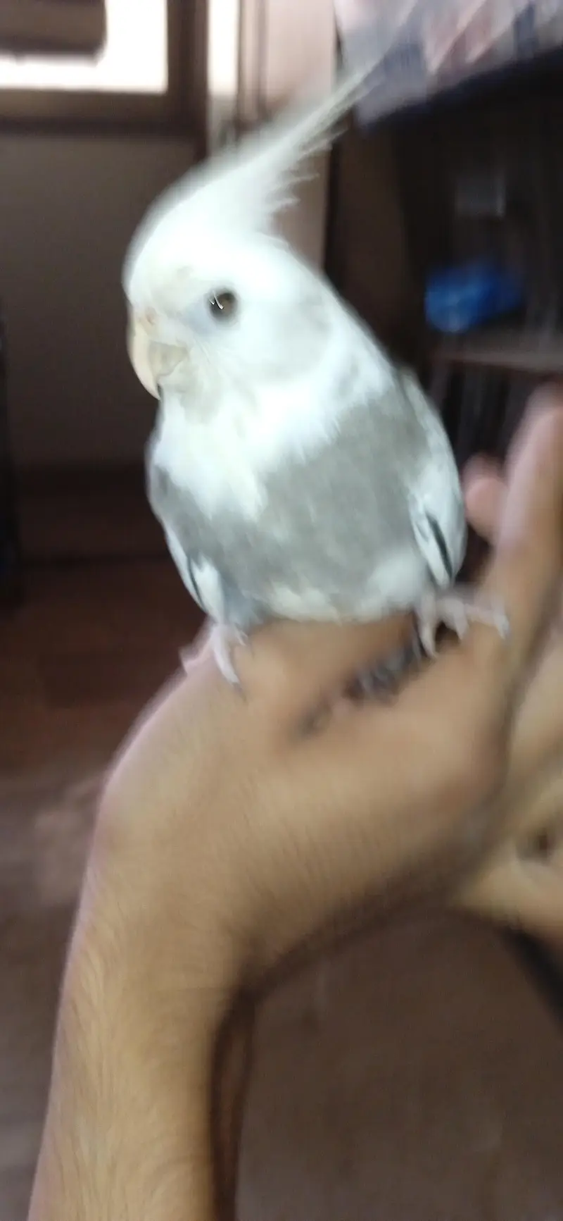 ino pied split ino flying tame male — photo 4