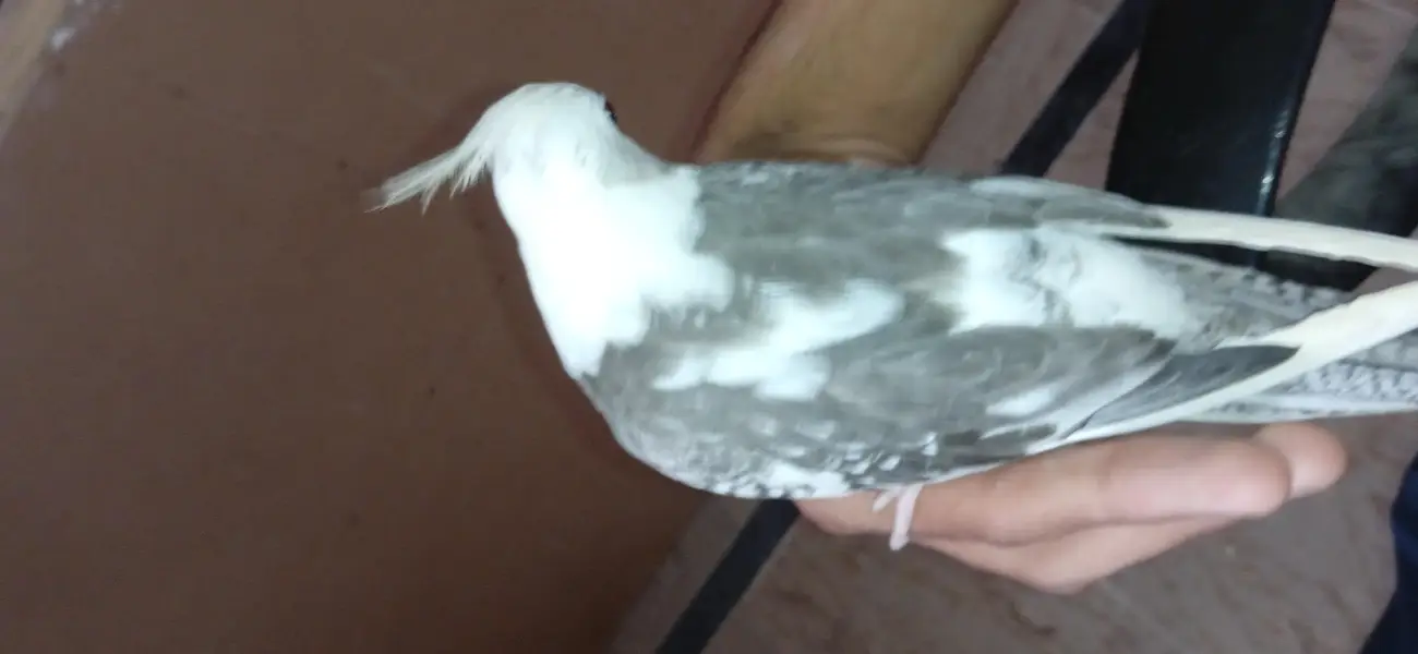 ino pied split ino flying tame male — photo 5