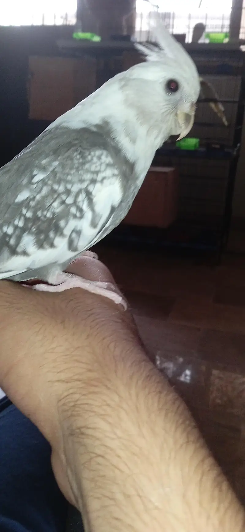 ino pied split ino flying tame male — photo 6