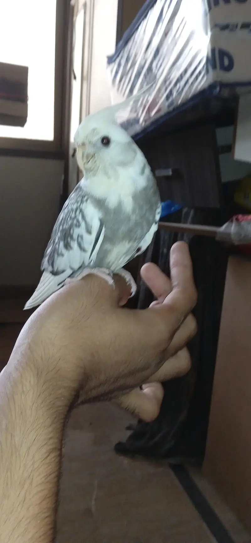 ino pied split ino flying tame male — photo 7