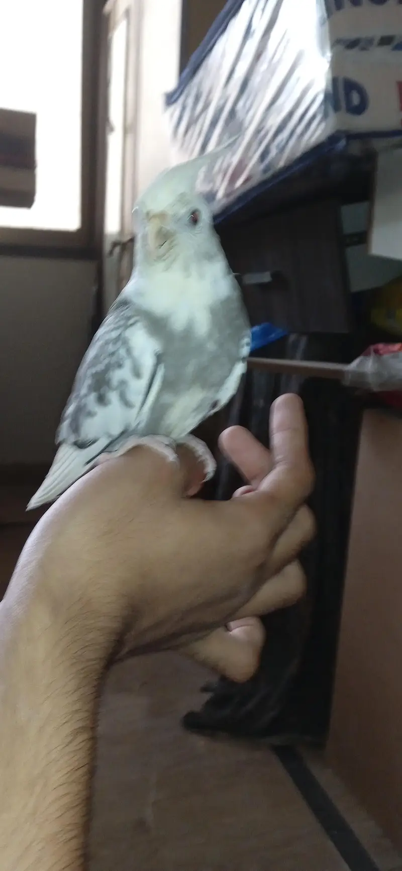 ino pied split ino flying tame male — photo 8