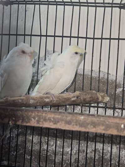 hogo romo Australian parrot Paris for sale
