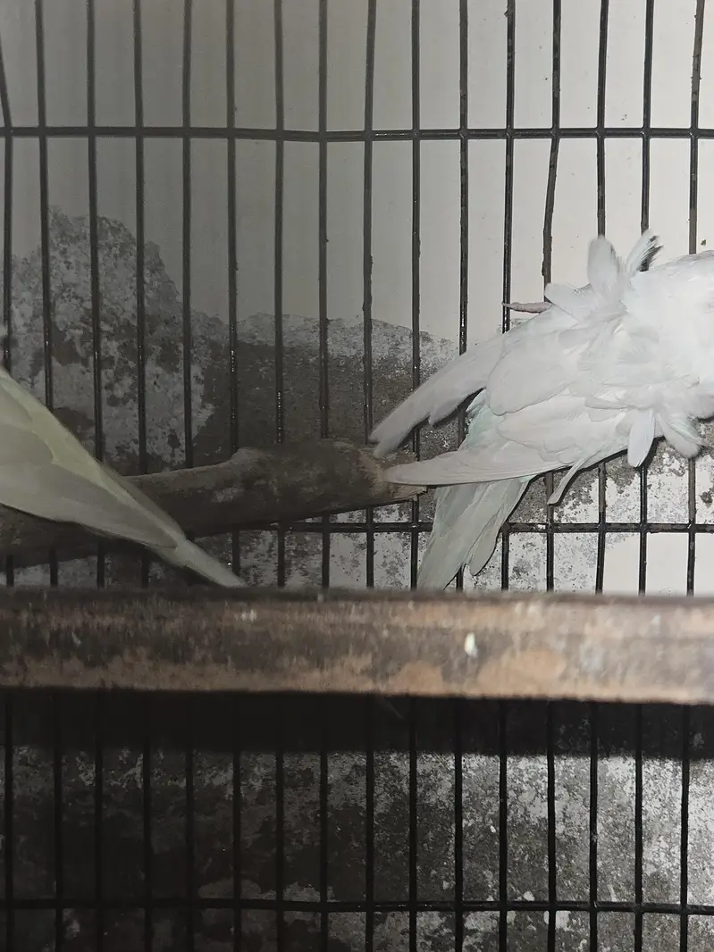 hogo romo Australian parrot Paris for sale — photo 2