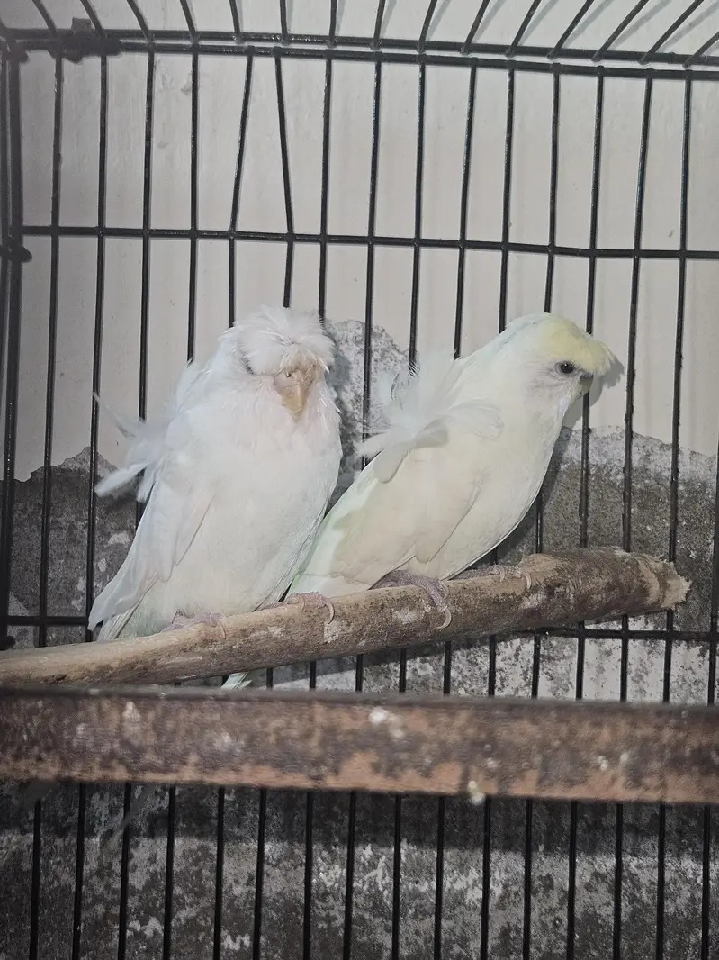 hogo romo Australian parrot Paris for sale — photo 3