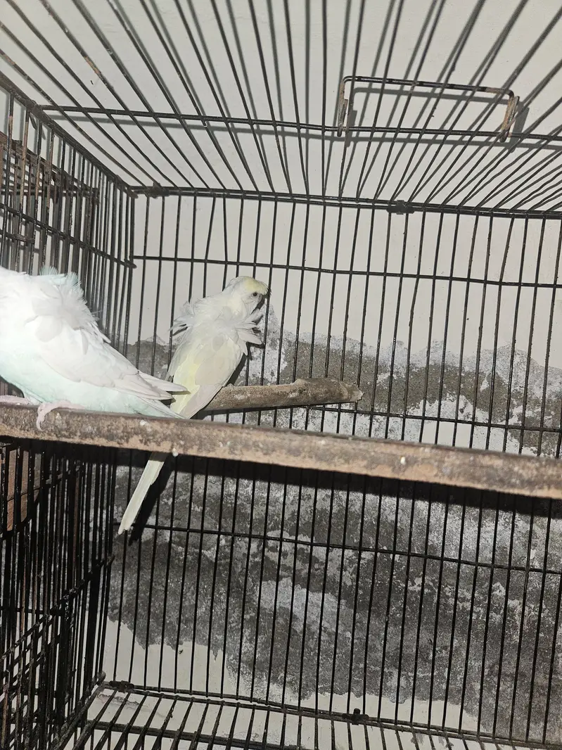 hogo romo Australian parrot Paris for sale — photo 4
