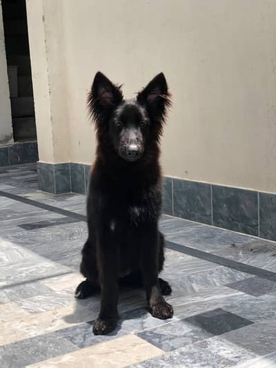 black colour female