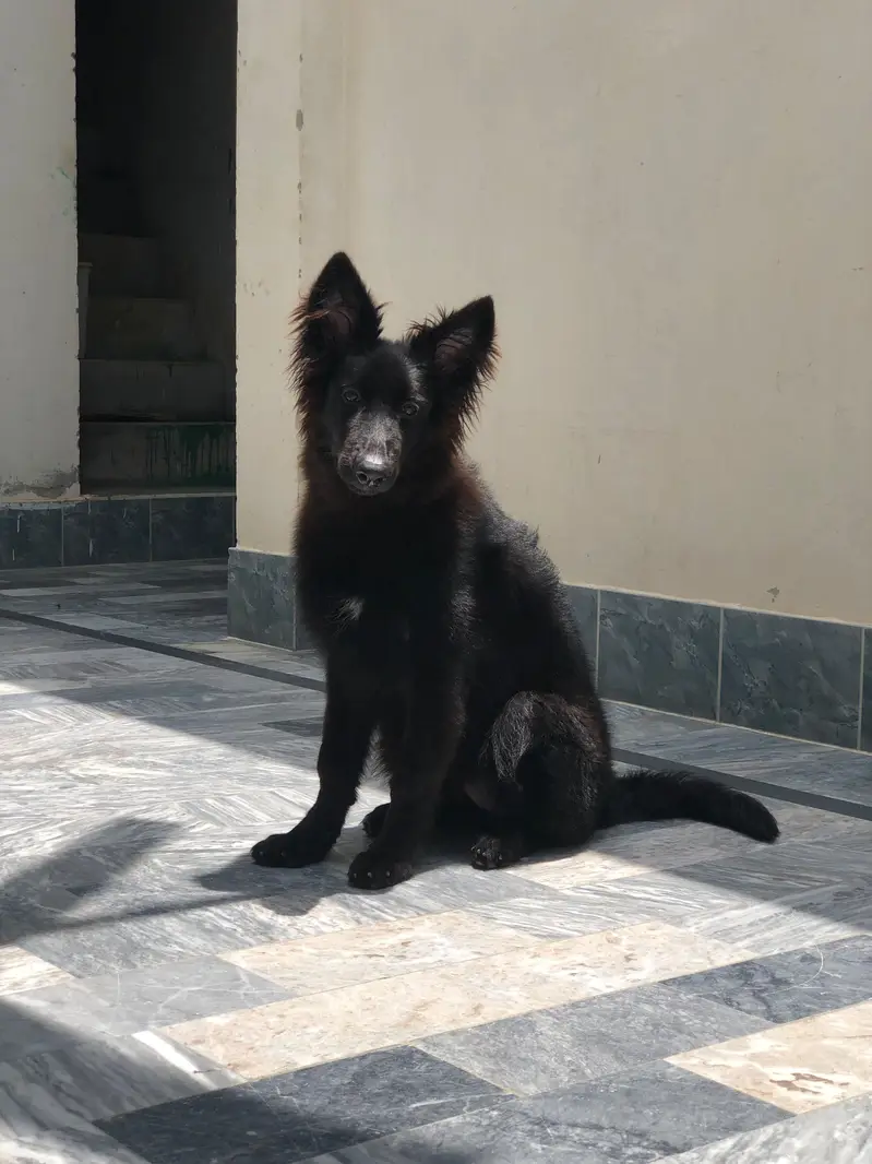 black colour female — photo 2
