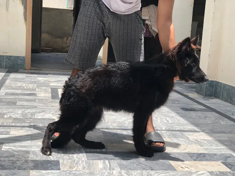 black colour female — photo 3