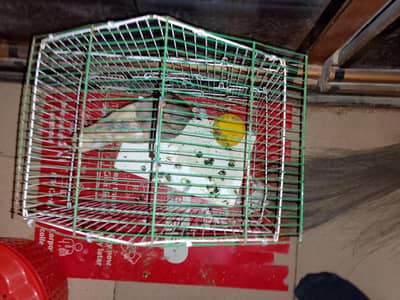 Kaboter with small cage aik eye m masla h