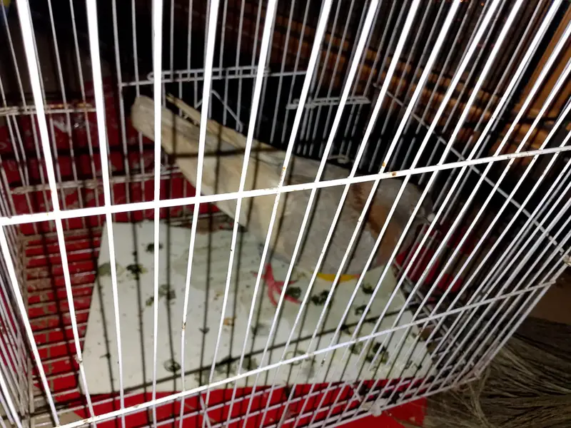 Kaboter with small cage aik eye m masla h — photo 2
