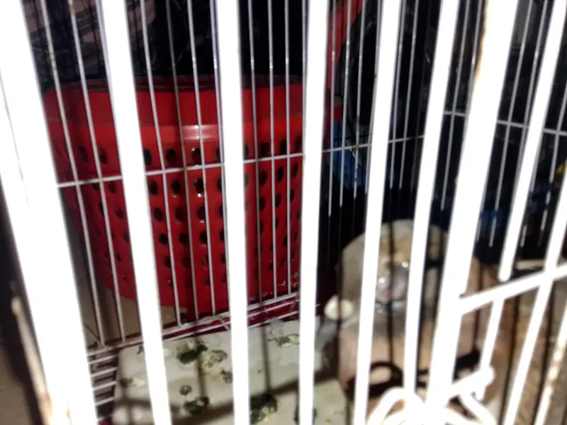 Kaboter with small cage aik eye m masla h — photo 3
