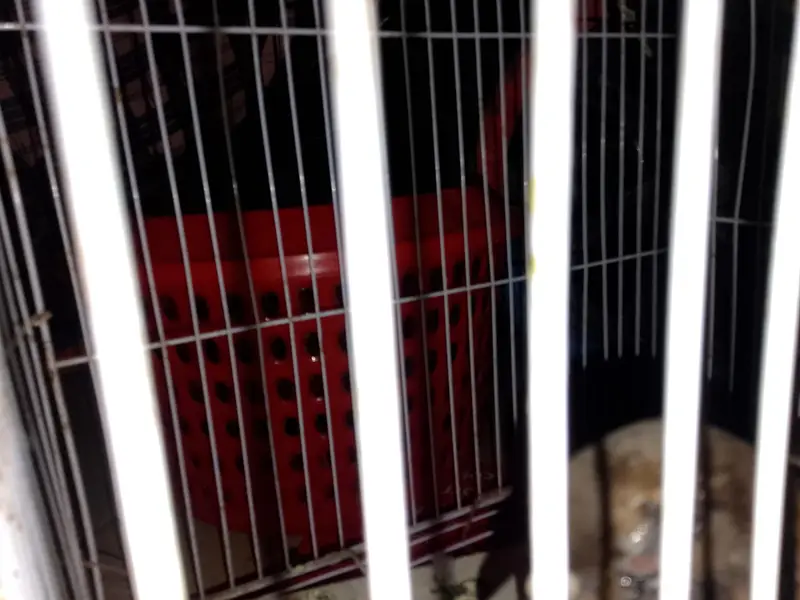 Kaboter with small cage aik eye m masla h — photo 4