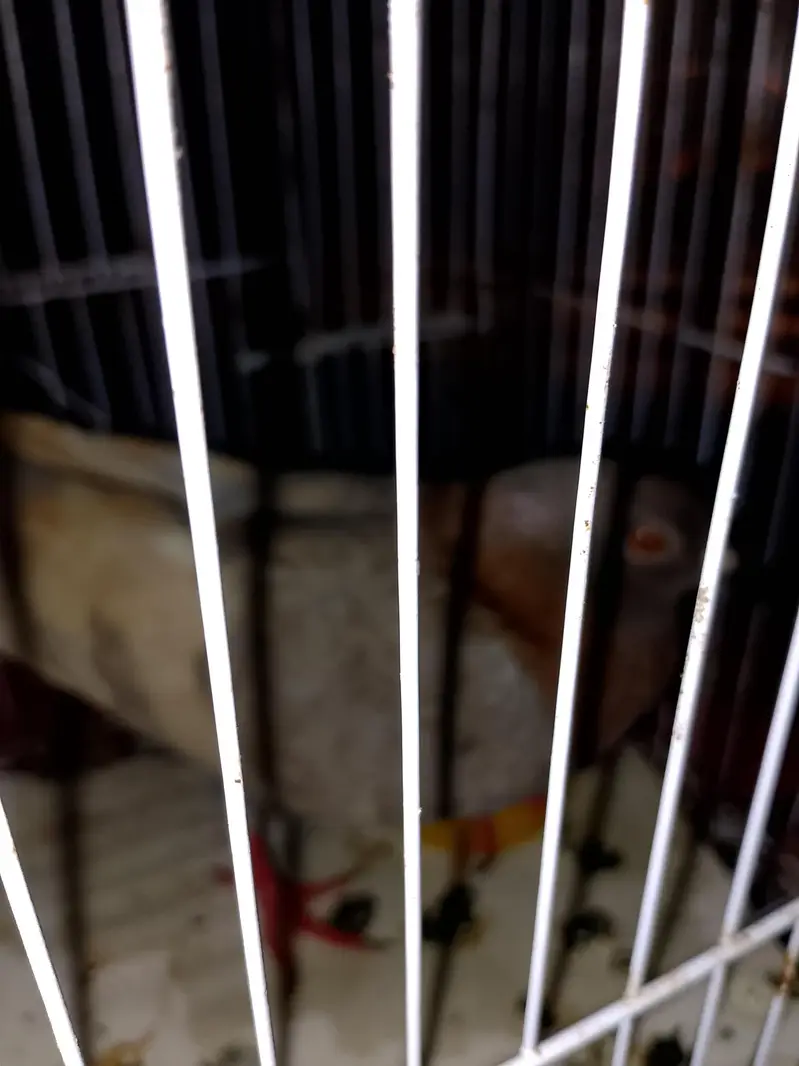 Kaboter with small cage aik eye m masla h — photo 5