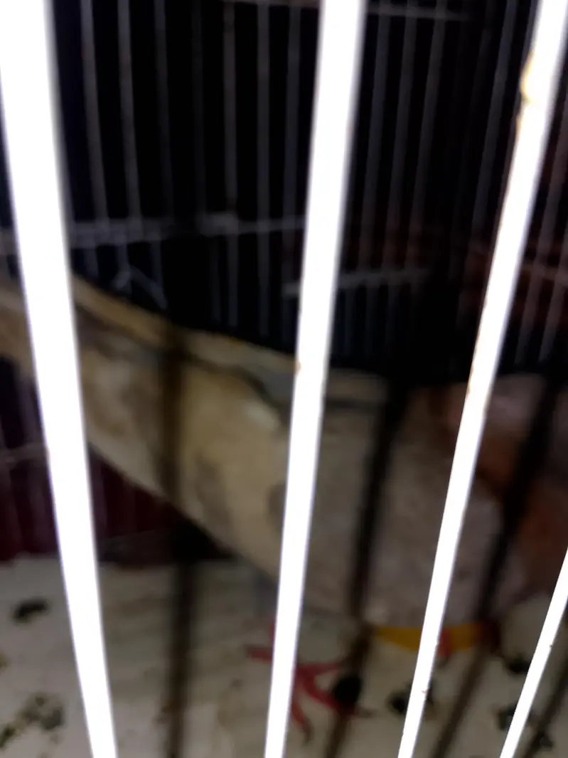 Kaboter with small cage aik eye m masla h — photo 6
