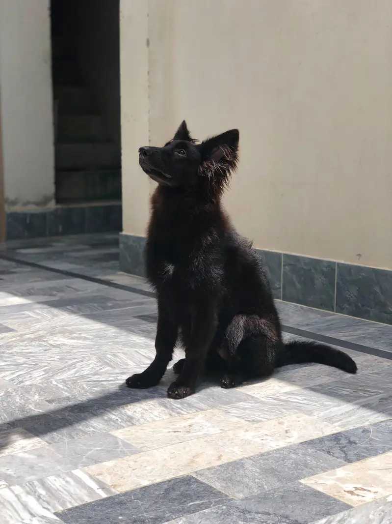 black colour female — photo 4