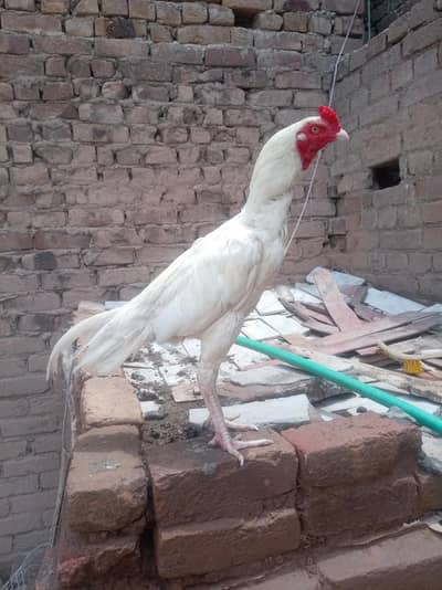 Heera